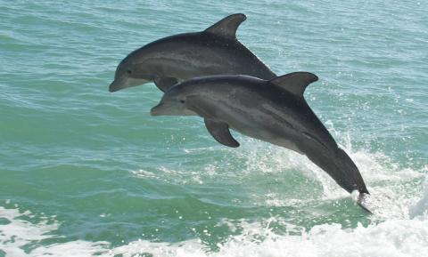 dolphins