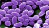 Microscope image of anthrax spores