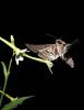 Hawk moth and natural flower