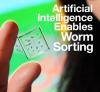 Automated Worm Sorter