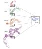 Ribosome evolution before and after the last universal common ancestor