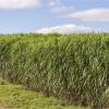 Flip the Switchgrass
