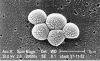 Scanning electron micrograph showing a grouping of
