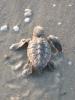 loggerhead sea turtle